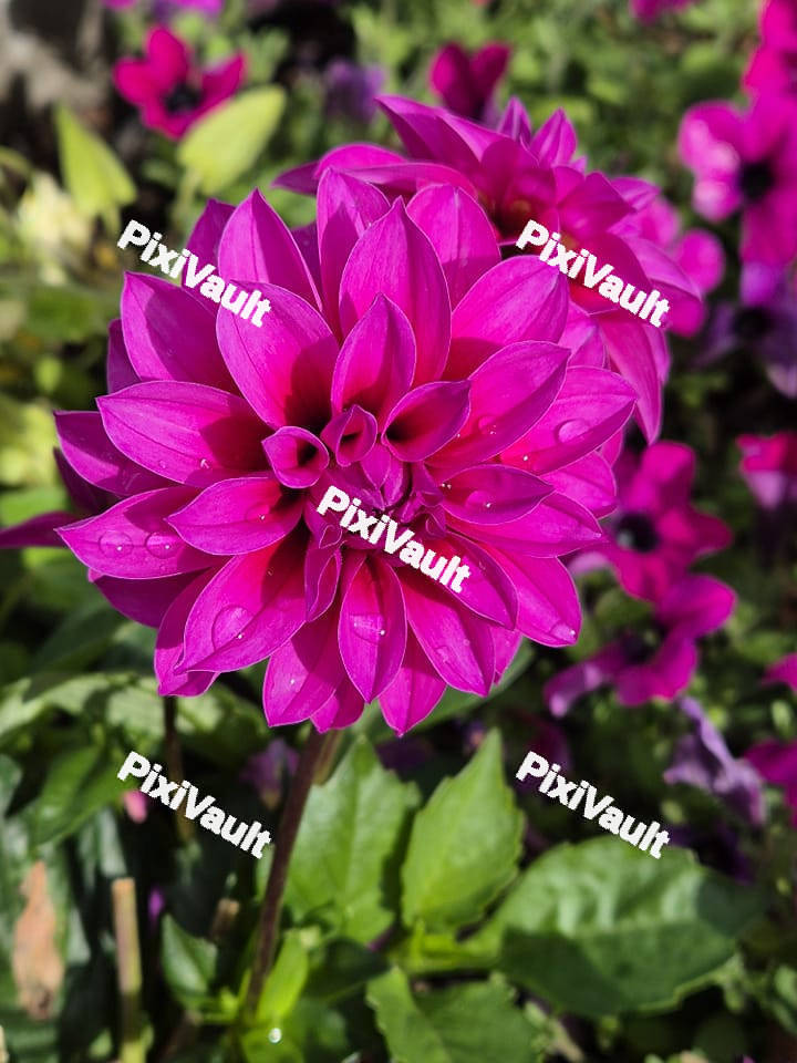 Purple Dahlia Flower